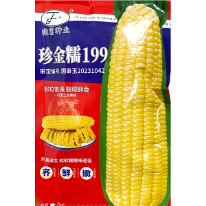珍金糯199玉米种子 水果黄亮苞米棒子种子