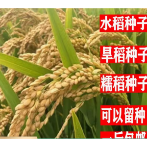 旱稻种子糯稻水稻种子南粳9108