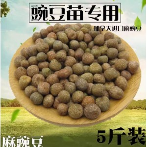 麻豌豆苗种子芽苗菜家庭阳台无土栽培豌豆菜苗四季豌豆苗种子