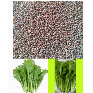 美味香芥（饺子菜）种子按斤卖叶菜类叶芥菜