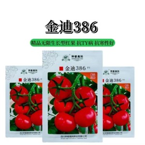 金迪386家庭大红果番茄种子种籽蔬菜种子