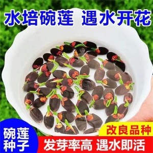 四季开花盆栽水培植物睡莲荷花种子