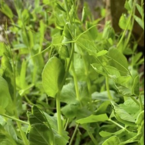 大叶豌豆尖种子豆苗四季青豌豆尖菜芽苗种籽水培土培农家蔬菜盆栽