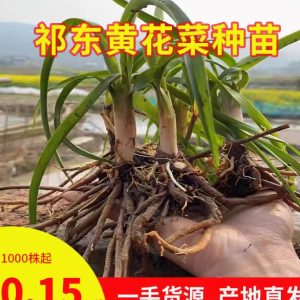 正品食用黄花菜种苗根金针菜忘忧草萱草多年生100株