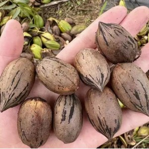 碧根果种子多年生坚果树种籽籽树种子